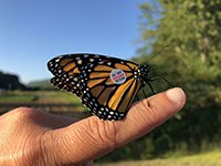 Monarch Butterfly Tagging Demo